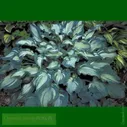 Hosta Guardian Angel Хоста гибридная Гардиан Энжел (Ангел–Хранитель)