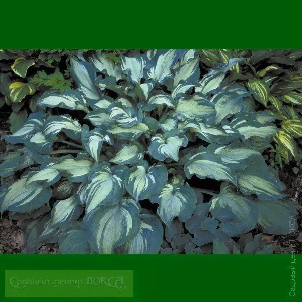 Hosta Guardian Angel Хоста гибридная Гардиан Энжел (Ангел–Хранитель)